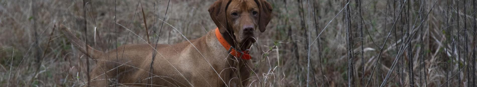 Picture of hunting dog