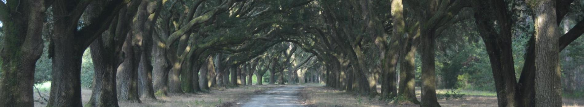 oak trees