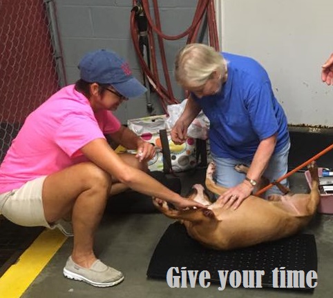 people petting dog