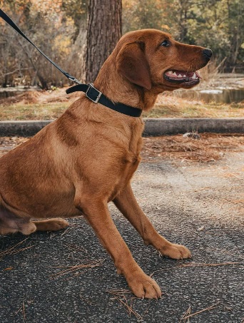K9 DOZER